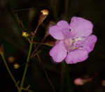 Ten lobe false foxglove